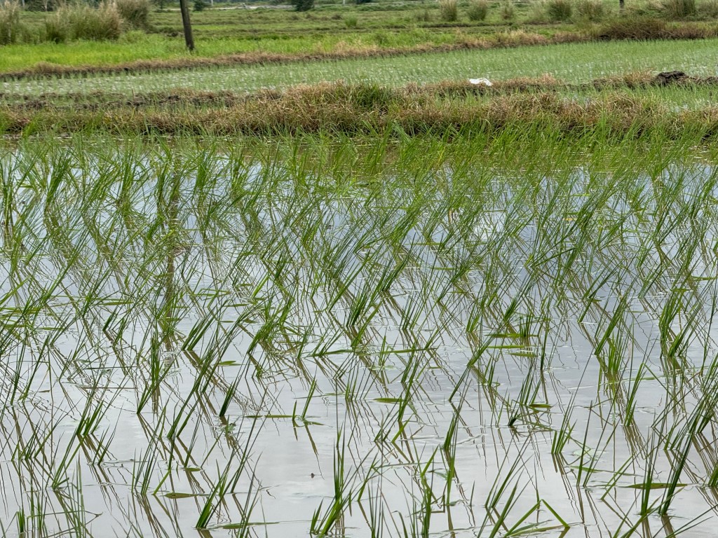 Addressing the Rice Price Crisis in the Philippines: Impacts on Farmers and Policy&nbsp;Solutions